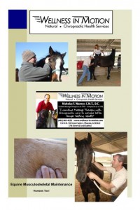 Montage showcasing horse training and care with close interactions between trainer and horses.